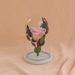 Trandafir criogenat roz in cupola sticla